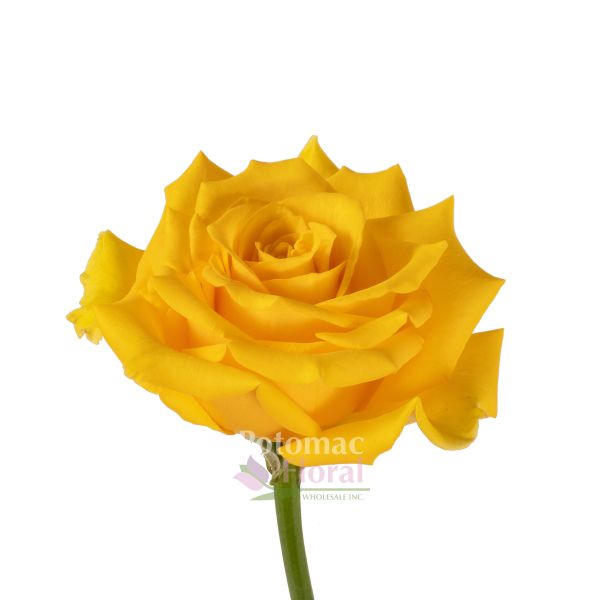 High & Exotic Yellow Rose, 40 cm Potomac Floral Wholesale